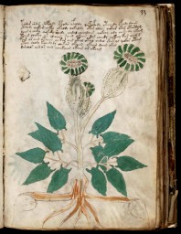 voynich_33