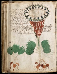 voynich_40r