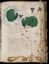 voynich_49